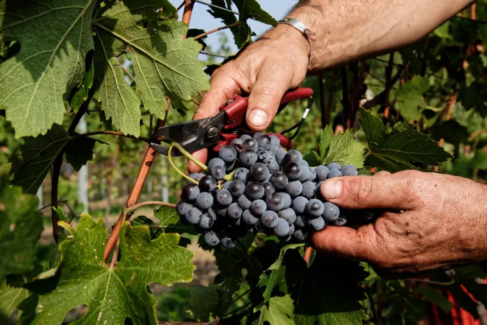 Producteur de vin à Vercheny