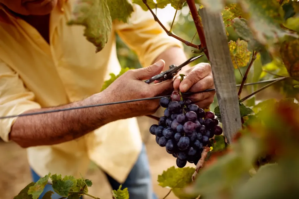 Viticulteur à Vercheny