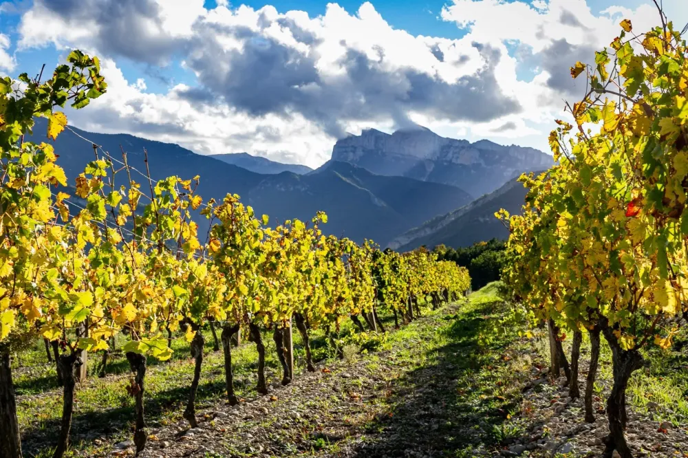 Clairette de Die doux à Vercheny