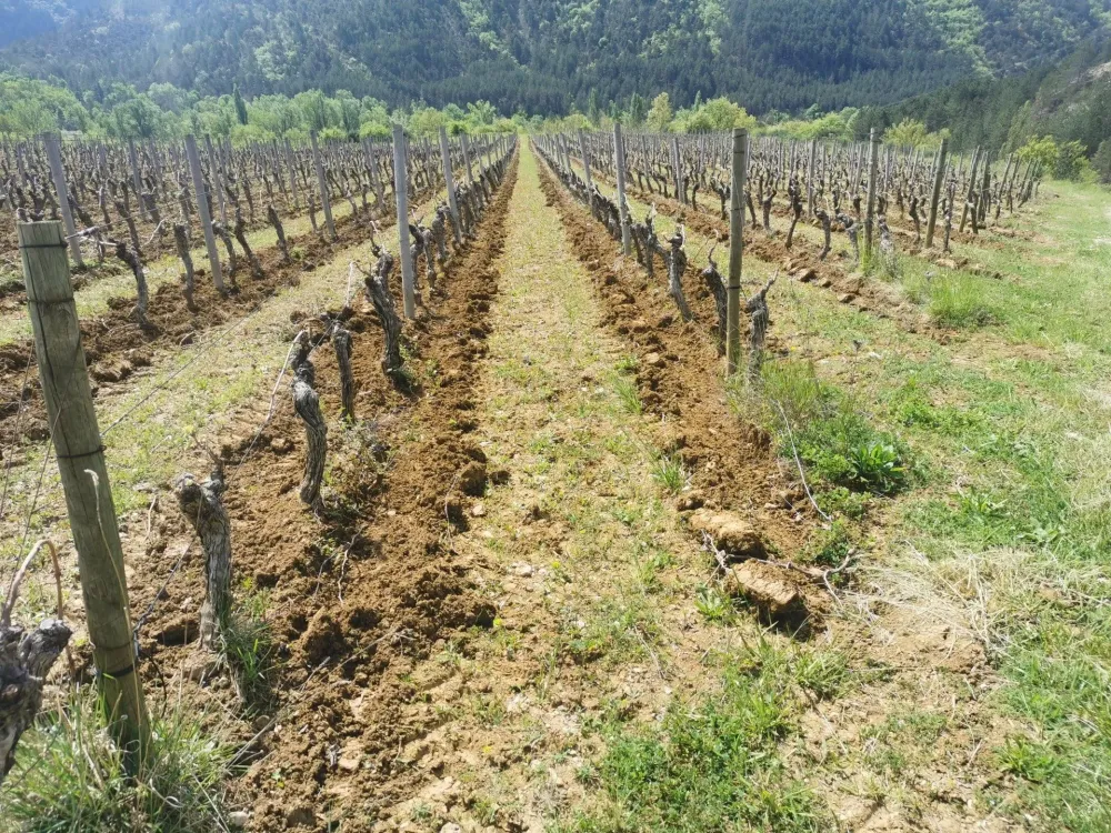 vignes
