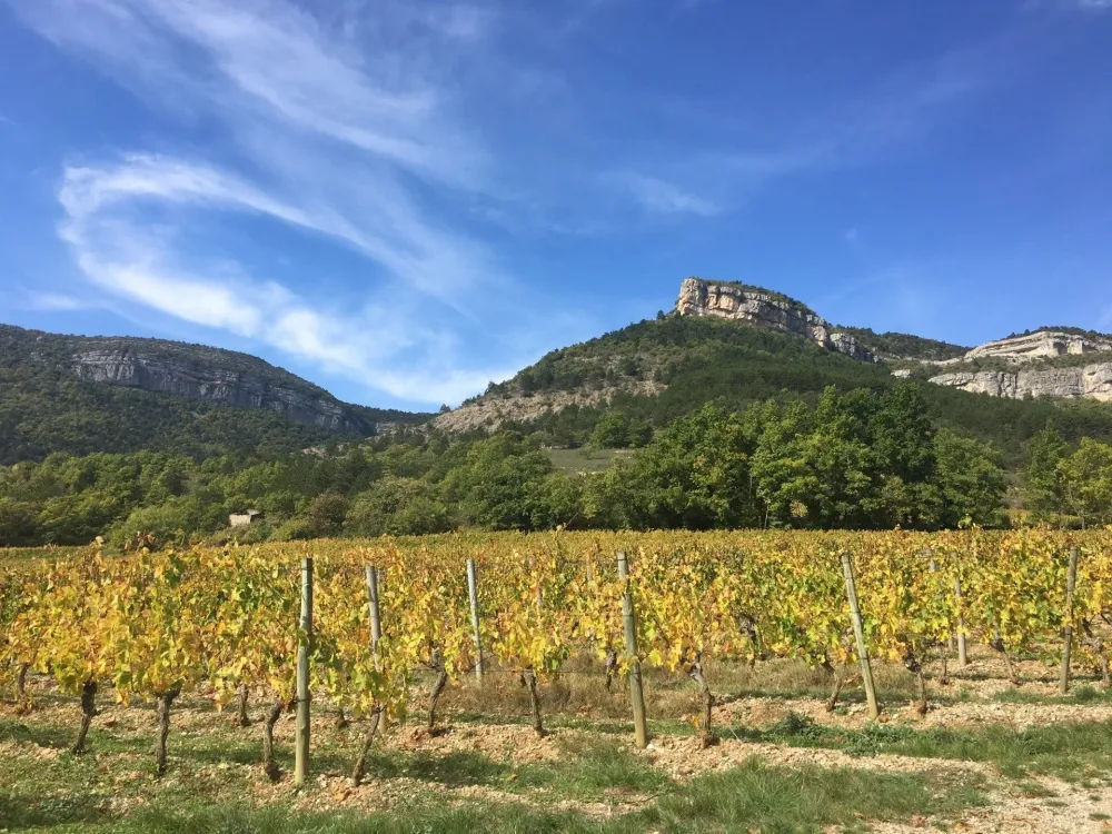vignoble